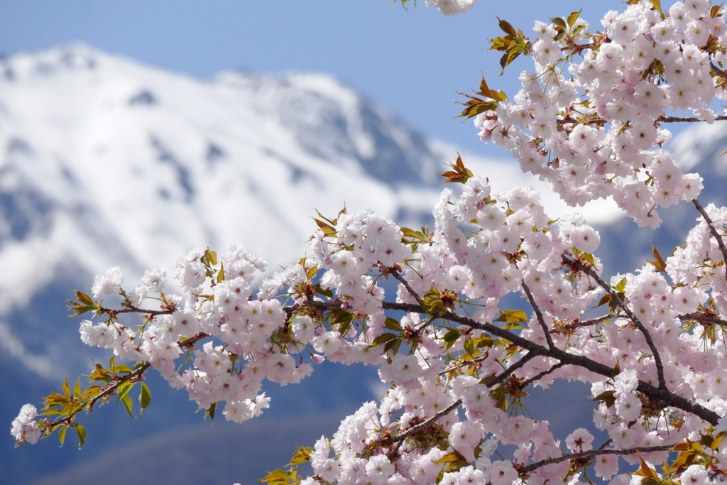 雪山と遅咲きの八重桜