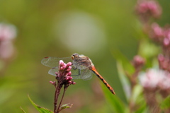 フジバカマの花壇にて