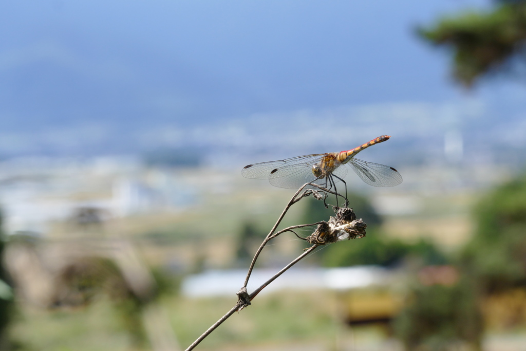 ナツアカネ♀