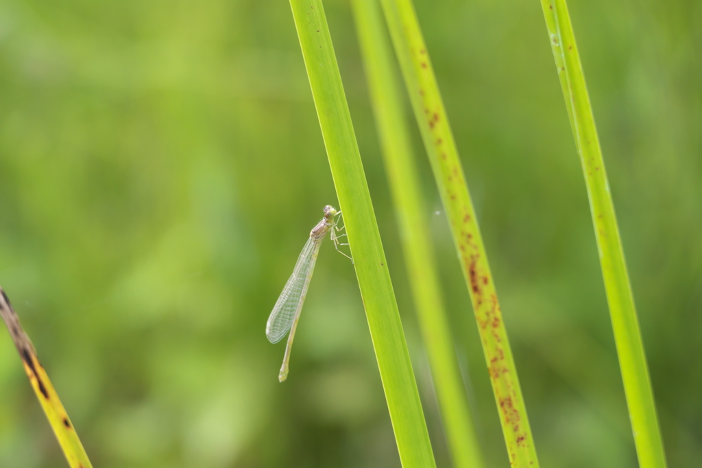 クロイトトンボ♀