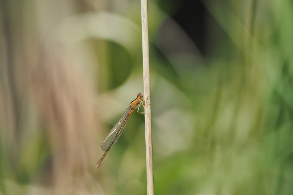 アジアイトトンボ♀