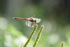 リスアカネ♂