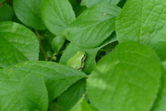 かくれんぼ