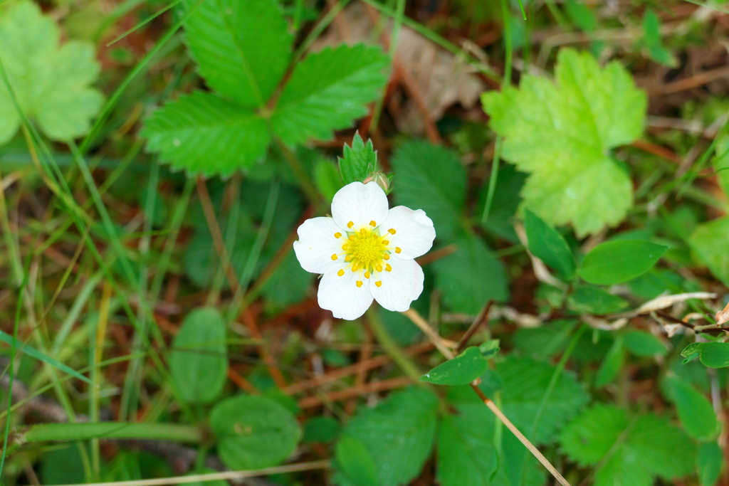 シロバナノヘビイチゴ