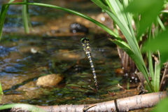オニヤンマ♀ 産卵