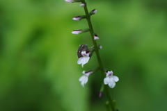 花にイモムシ