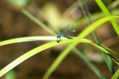 エゾイトトンボ♂