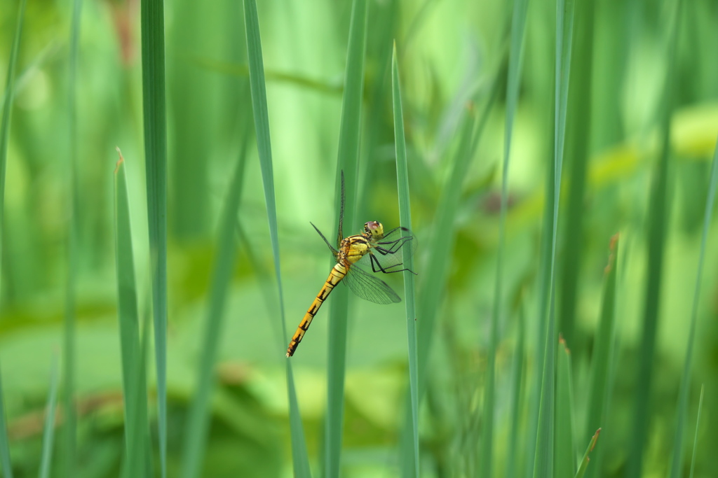マユタテアカネ♀
