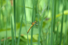 マユタテアカネ♀