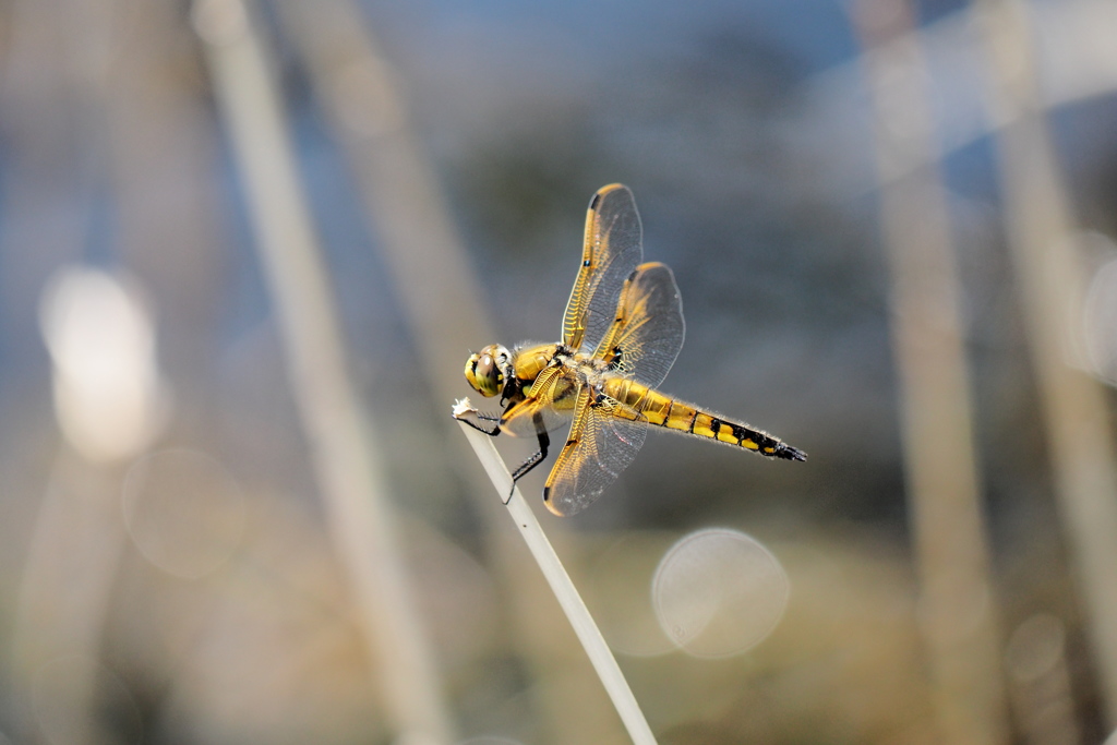 ヨツボシトンボ♂