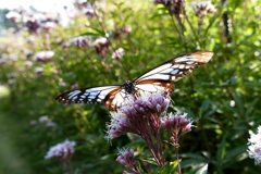 11月のアサギマダラ
