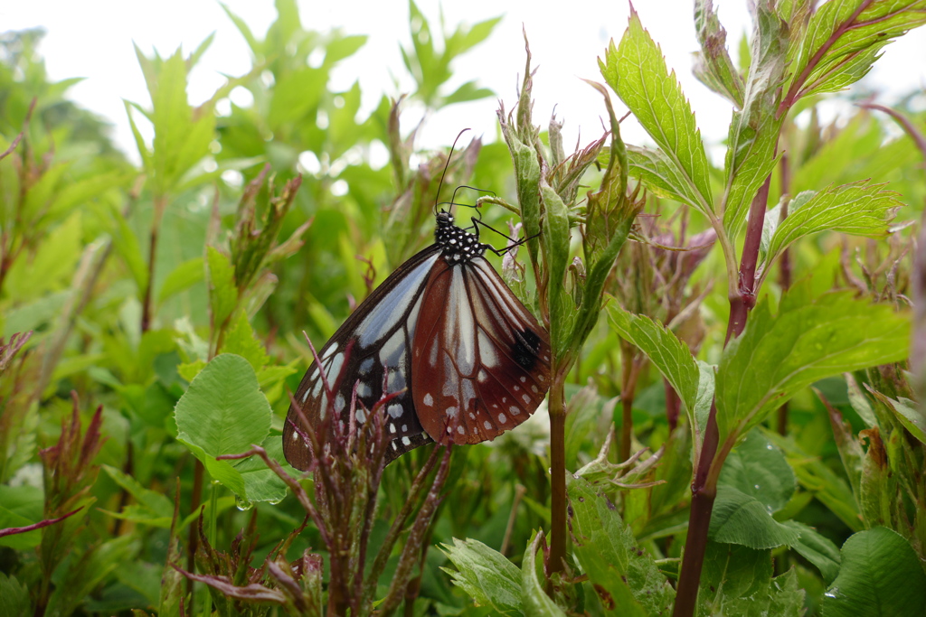 フジバカマの花壇にて、アサギマダラ