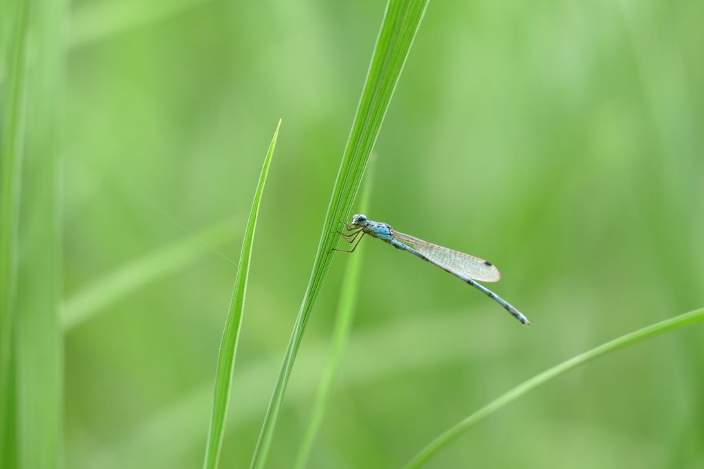 ホソミオツネントンボ♂