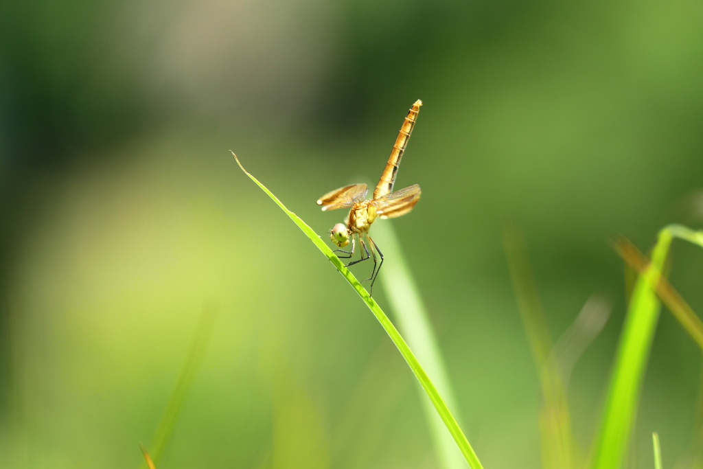 ミヤマアカネ♀