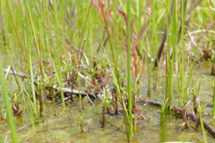 モートンイトトンボ♂