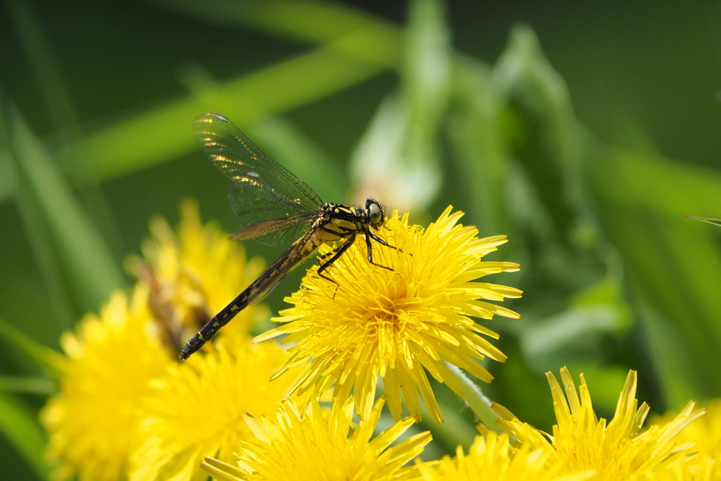ダビドサナエ♀