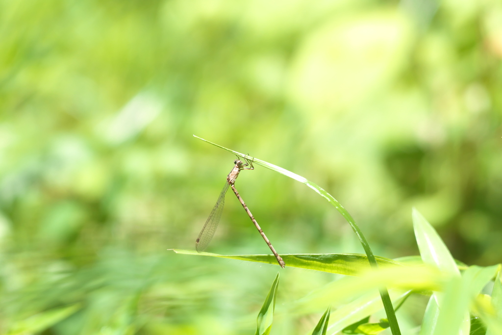 ホソミオツネントンボ♀