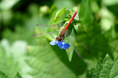リスアカネ♂