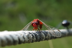 ライバルを制する