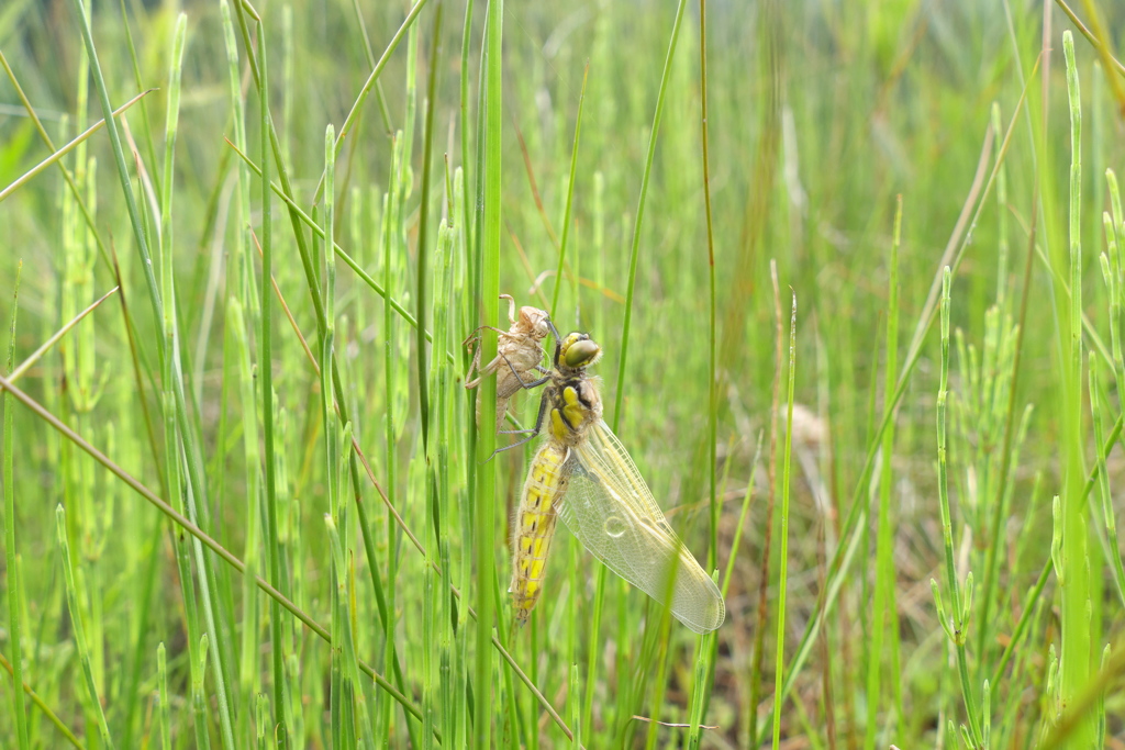 ヨツボシトンボ　羽化