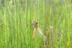 ヨツボシトンボ　羽化