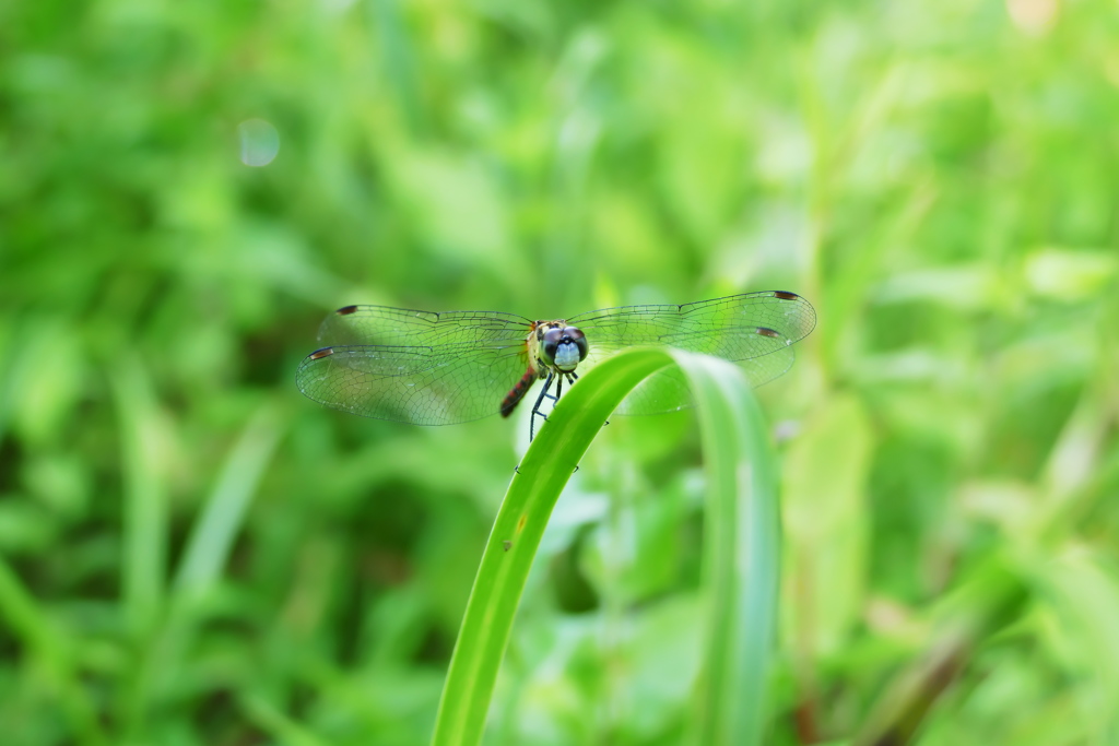 ヒメアカネ♂