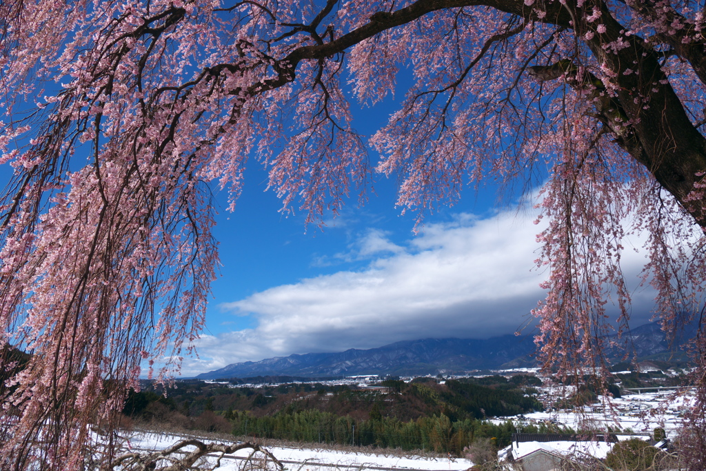 桜も咲けば雪も降り