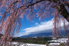 桜も咲けば雪も降り