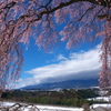 桜も咲けば雪も降り