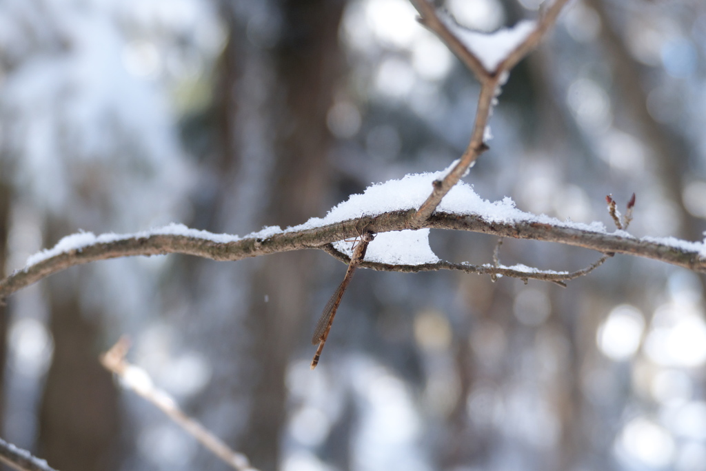 森の中にも雪が積もった日