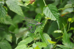 カワトンボ ♂♀