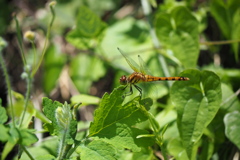 ナツアカネ ♀