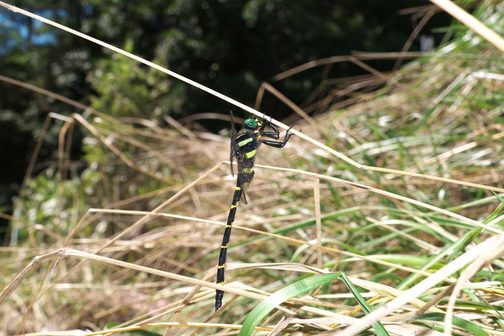 オニヤンマ♂