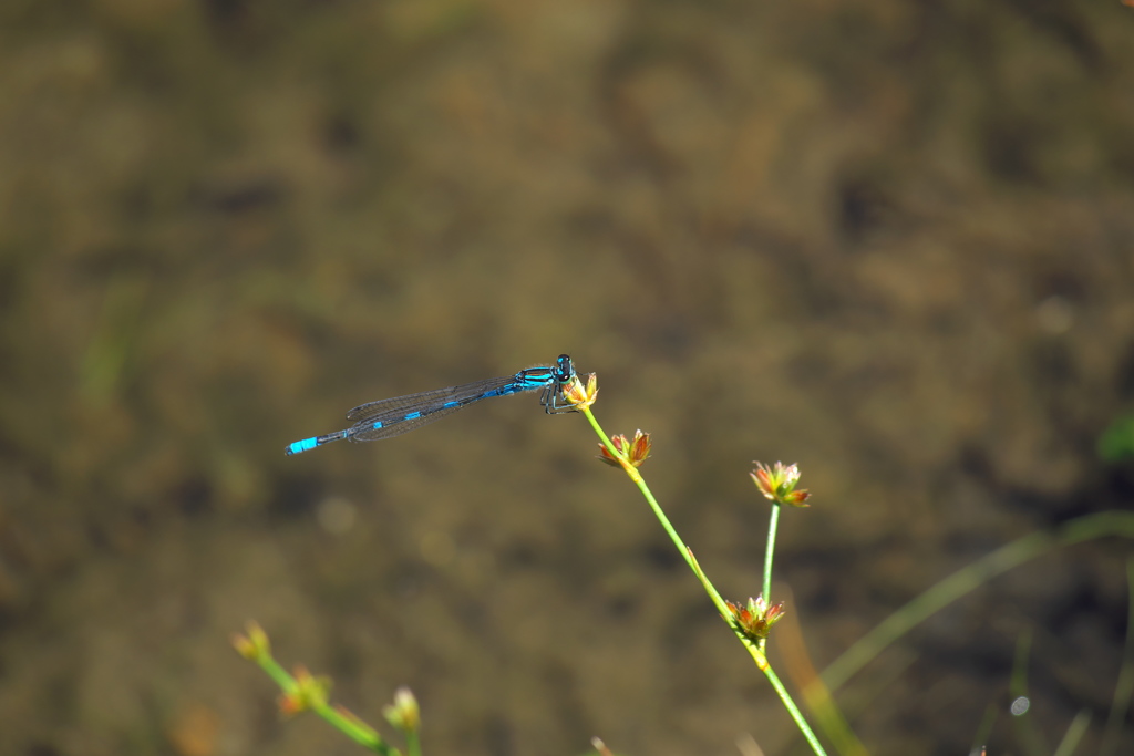 エゾイトトンボ♂