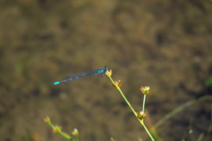 エゾイトトンボ♂