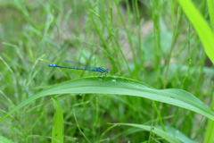 オオイトトンボ♂