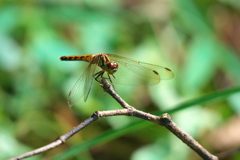 マユタテアカネ♀