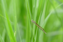 オツネントンボ♀