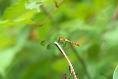 マユタテアカネ♀