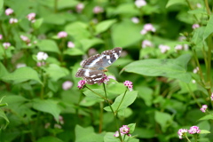 溝蕎麦に蝶