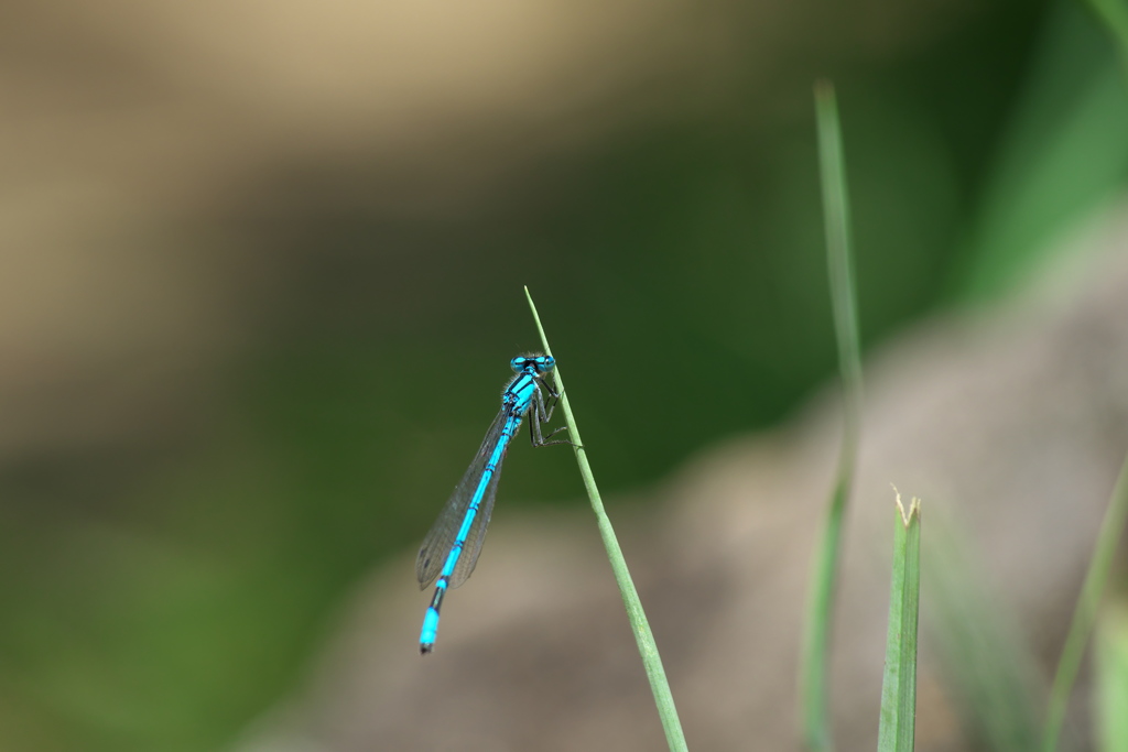ルリイトトンボ♂