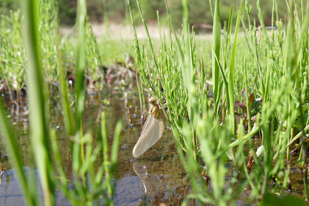 シオヤトンボ羽化　その１