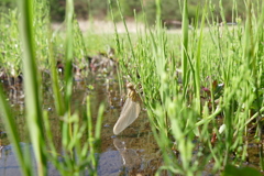 シオヤトンボ羽化　その１