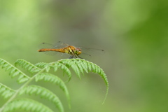 ナツアカネ♂