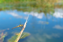 ヒメアカネ♀