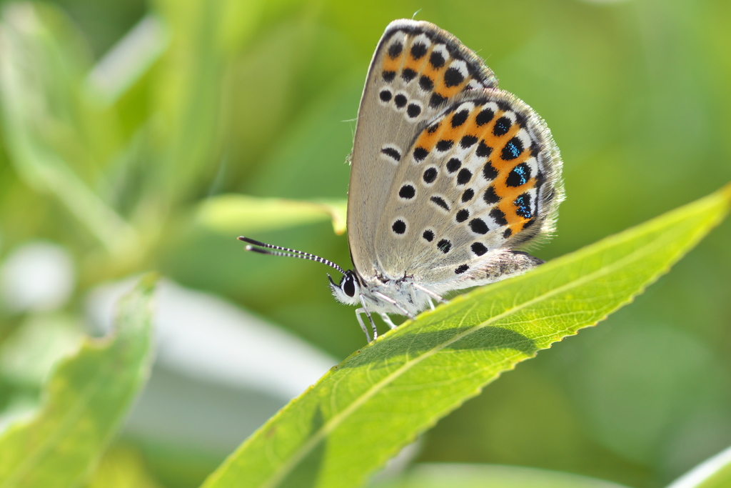 ミヤマシジミ♀