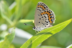 ミヤマシジミ♀