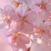 春色で河津桜