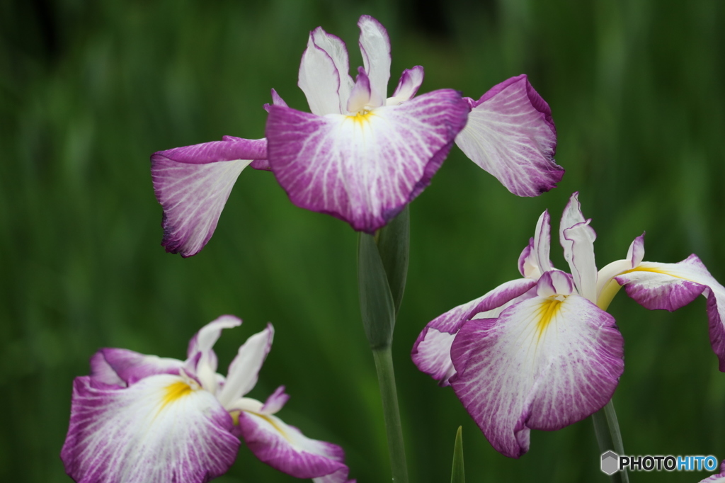 万博記念公園の花菖蒲です