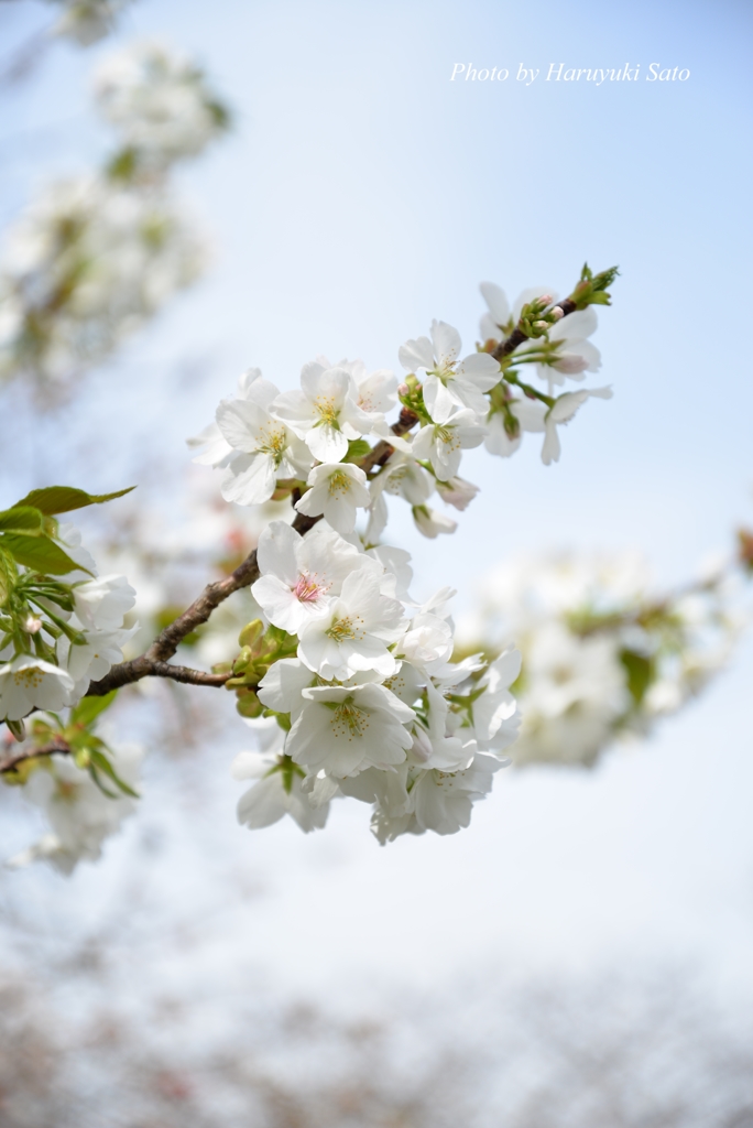 大島桜（オオシマザクラ）